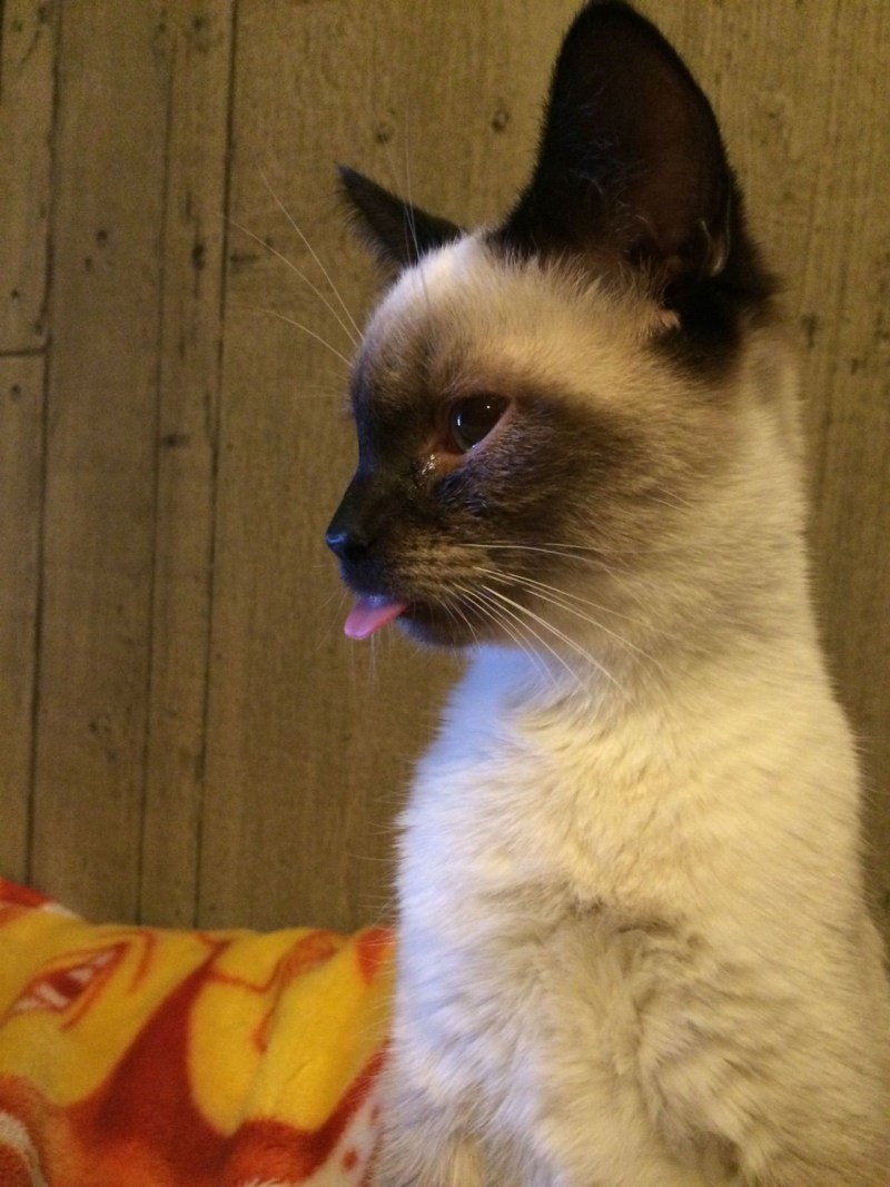 Сиамская кошка