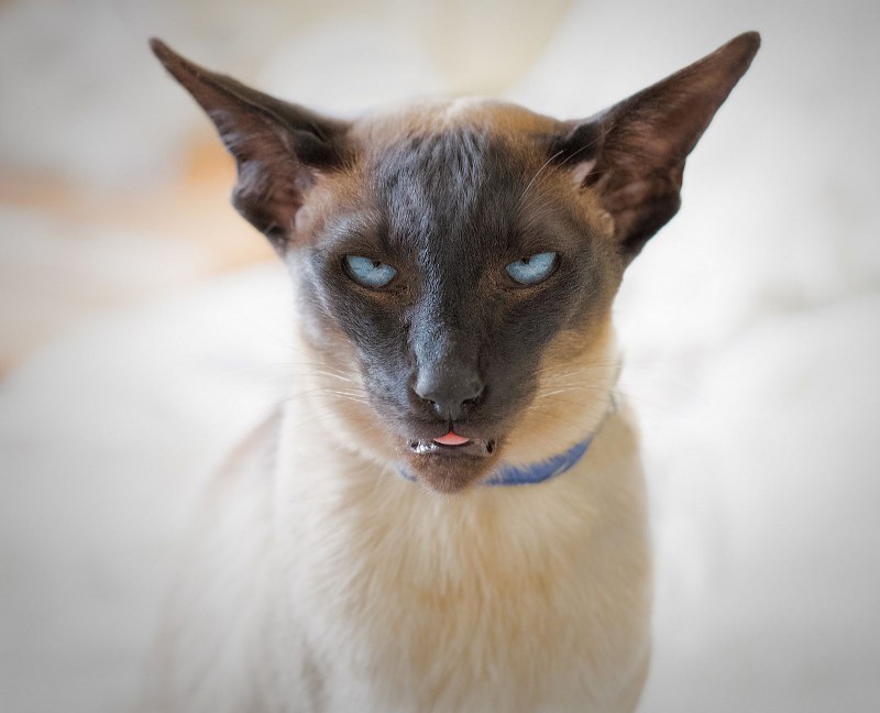 Сиамский кот смешной