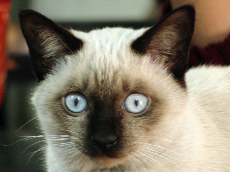 Коты сиамские британские