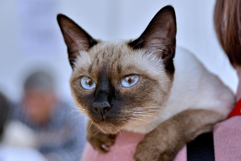 Злой сиамский кот