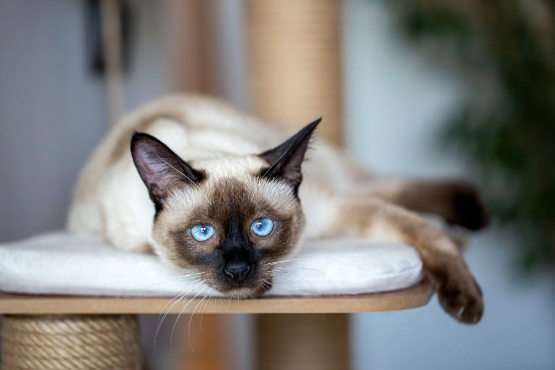 Сиамская кошка косоглазая