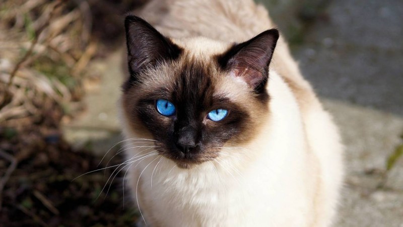 Сиамская кошка охотится