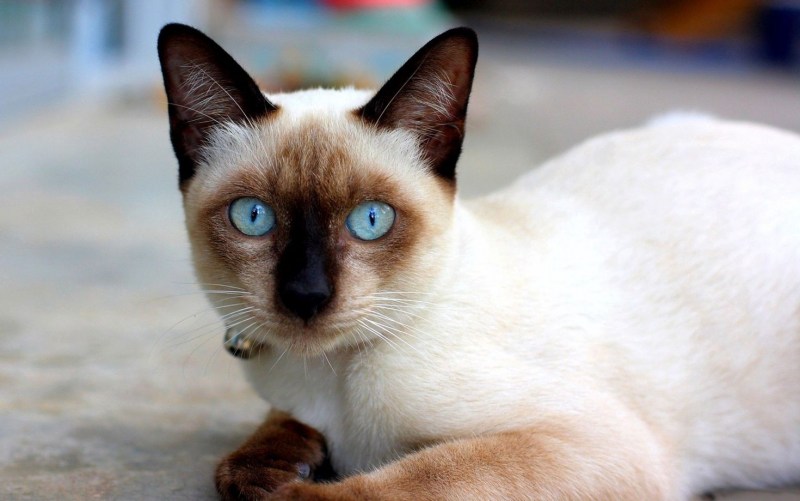 Сиамская кошка 2 класс