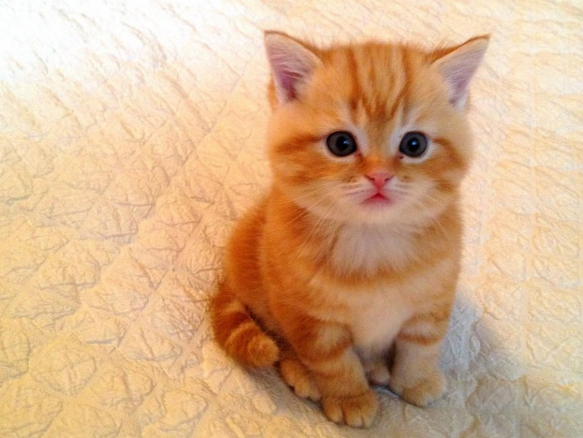 Шотландские котята рыжие прямоухие - картинки и фото koshka.top