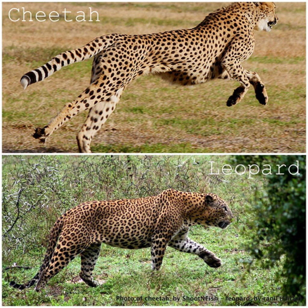 Леопард vs гепард