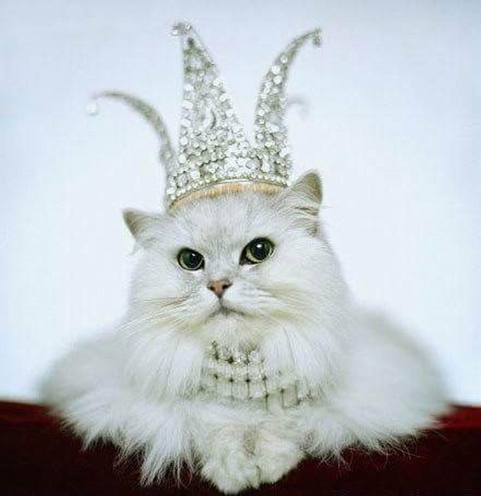 Кароним. Кот в короне. Кошка с короной на голове. Царский кот. Кошка Королева.