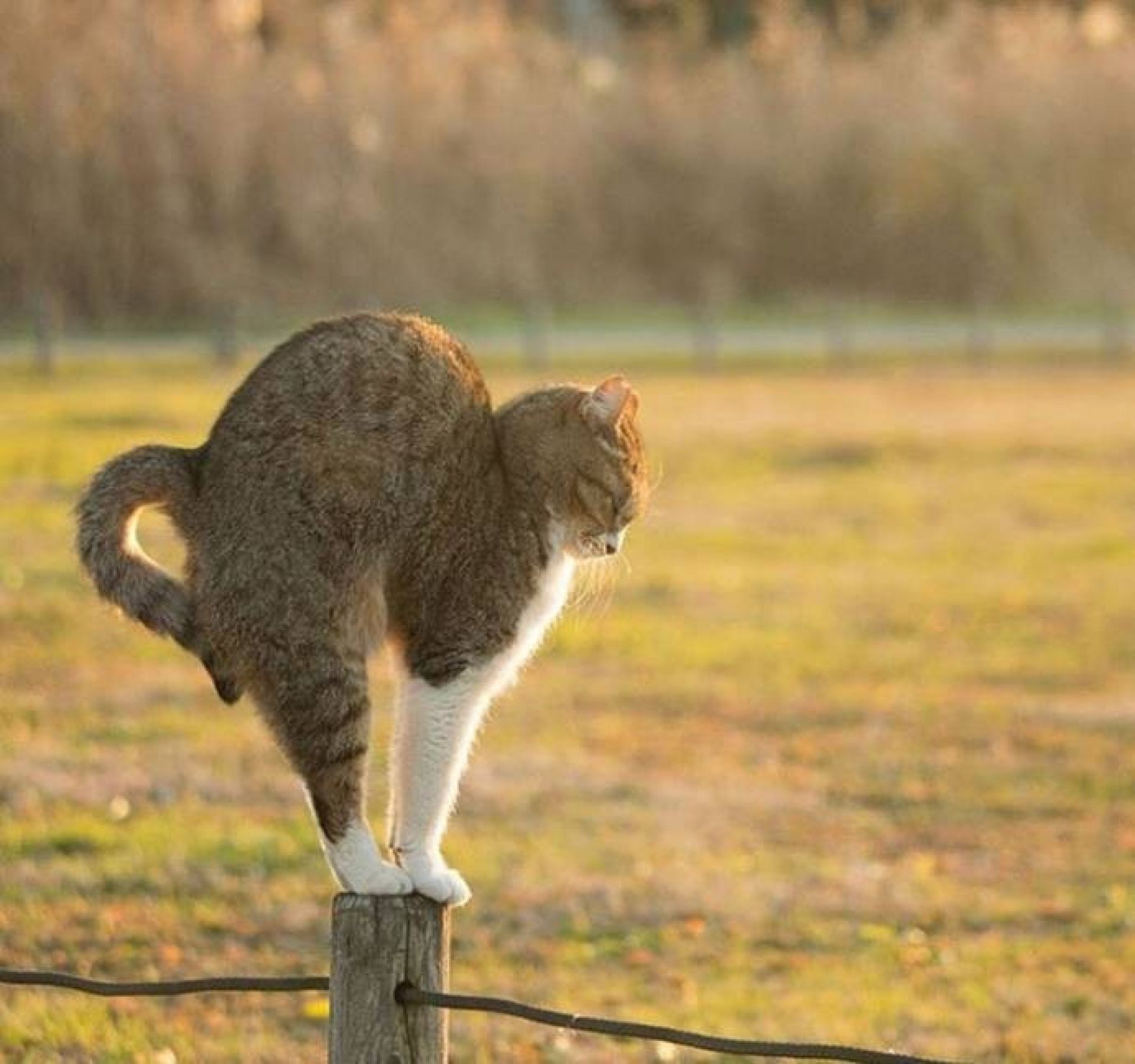 Кот на спине. Масаюки Оки японский фотограф. Кот сзади. Кошка со спины.