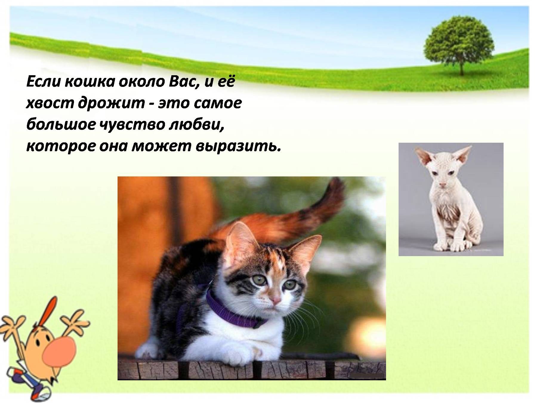 Мире животных про кошку. Презентация о домашней кошке. Проект про домашних животных. Проектная работа про кошек. Проектная работа моя кошка.