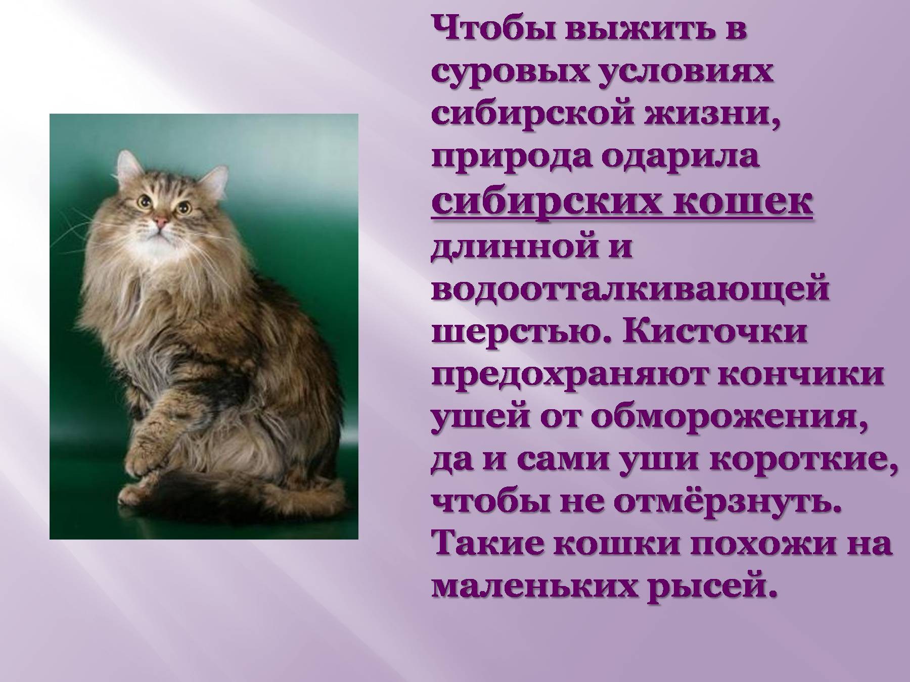 Породы кошек 1 класс. Доклад про кошек. Рассказ о сибирской кошке. Проект про кошек домашних. Презентация на тему кошки.