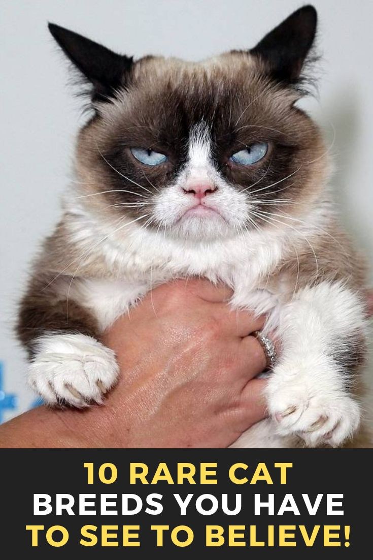 Угрюмый это. Грампи Кэт порода. Угрюмый кот Тард. Сердитый кот Grumpy Cat. Grumpy Cat соус тартар.