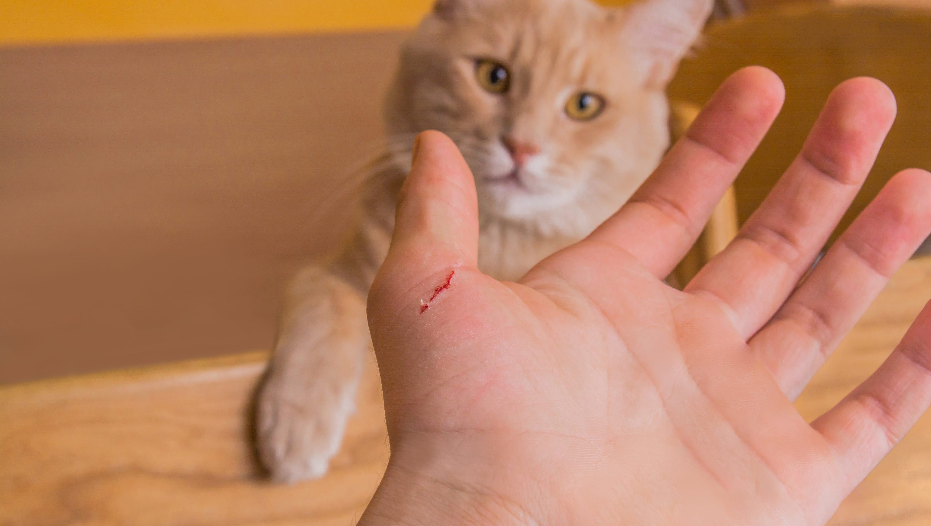 Кошка укусила руку что делать