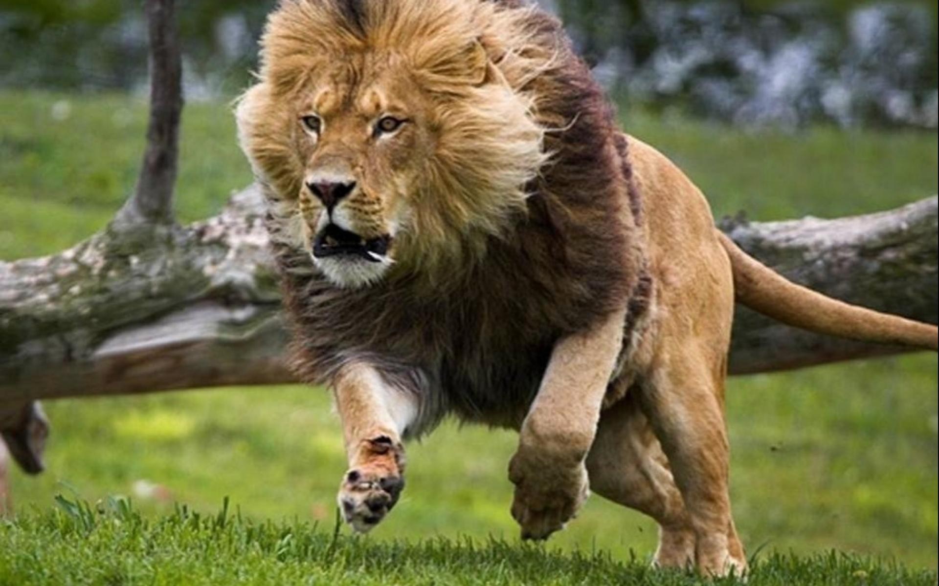 Самое сильное животное. Шер хайвонот. Лев. Огромный Лев. Лев в прыжке.