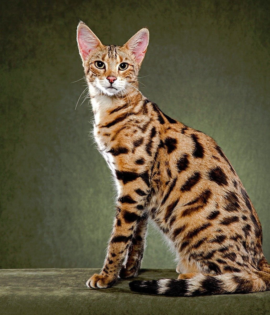 Крупная пятнистая кошка - картинки и фото koshka.top