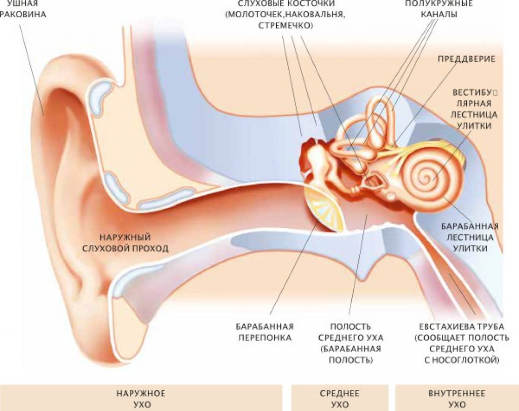 Барабанная перепонка находится в ухе