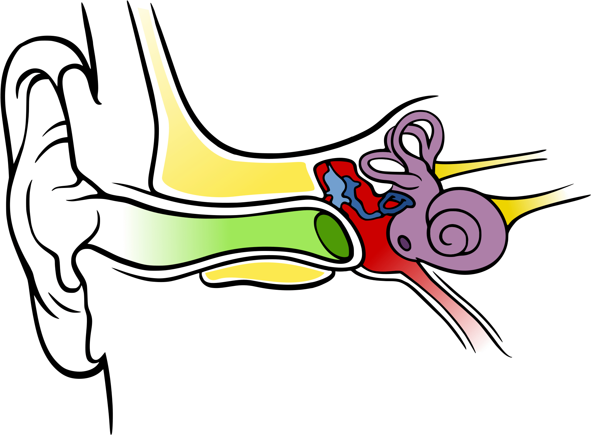 Ушная раковина кошки. Слуховой нерв строение. Анатомия кохлеарного нерва. Строение органа слуха человека.