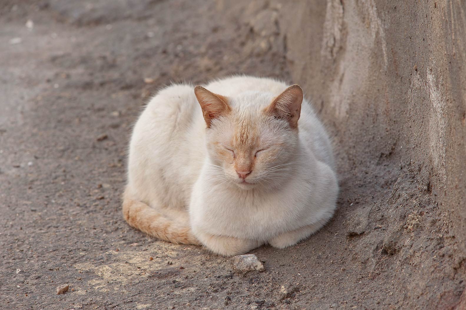 Тайский кот ред. Тайский кот ред Пойнт. Сиамская кошка ред Пойнт. Тайский кот окрас ред поинт. Райская кошка Ре поинт.