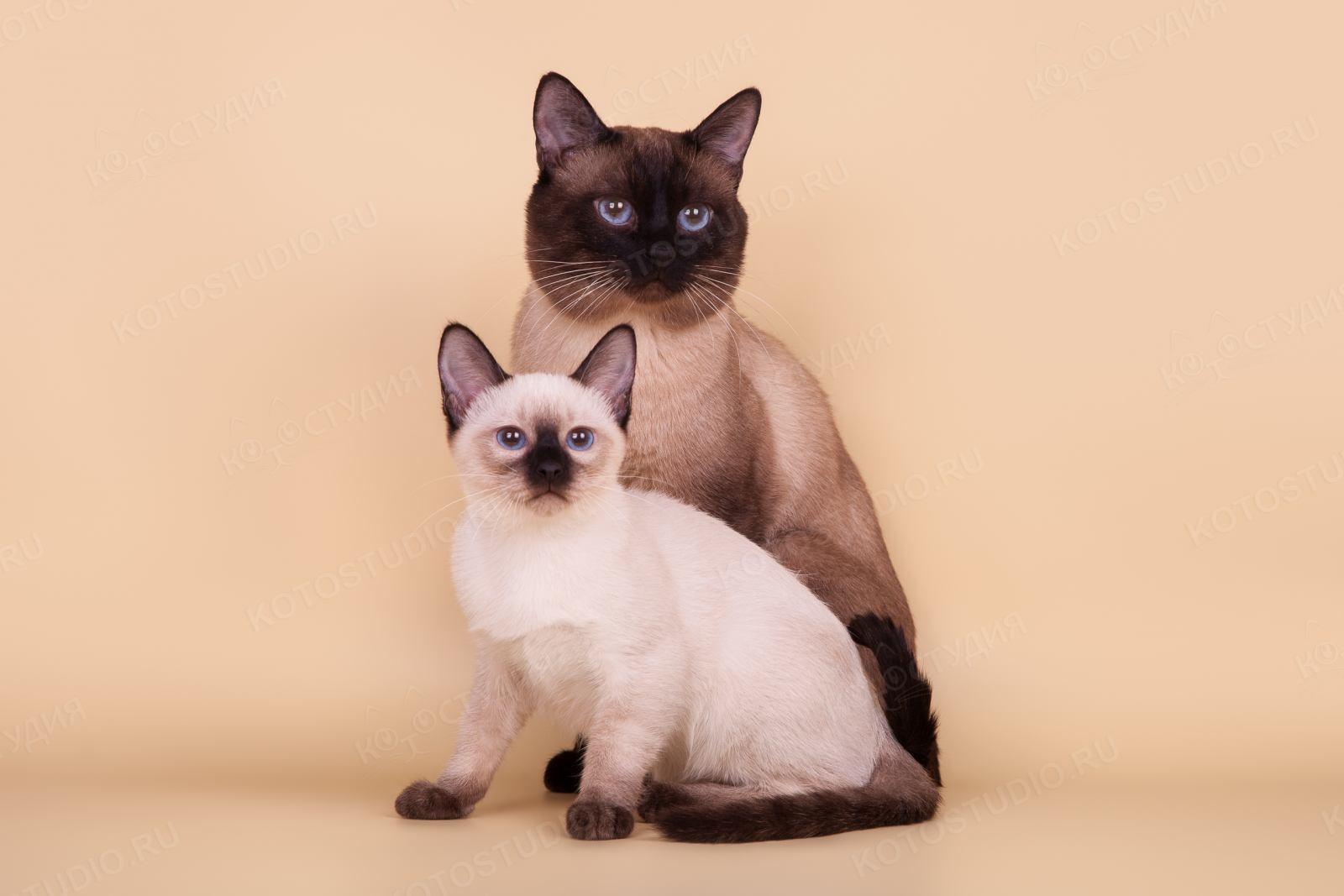Сиамская и тайская кошка