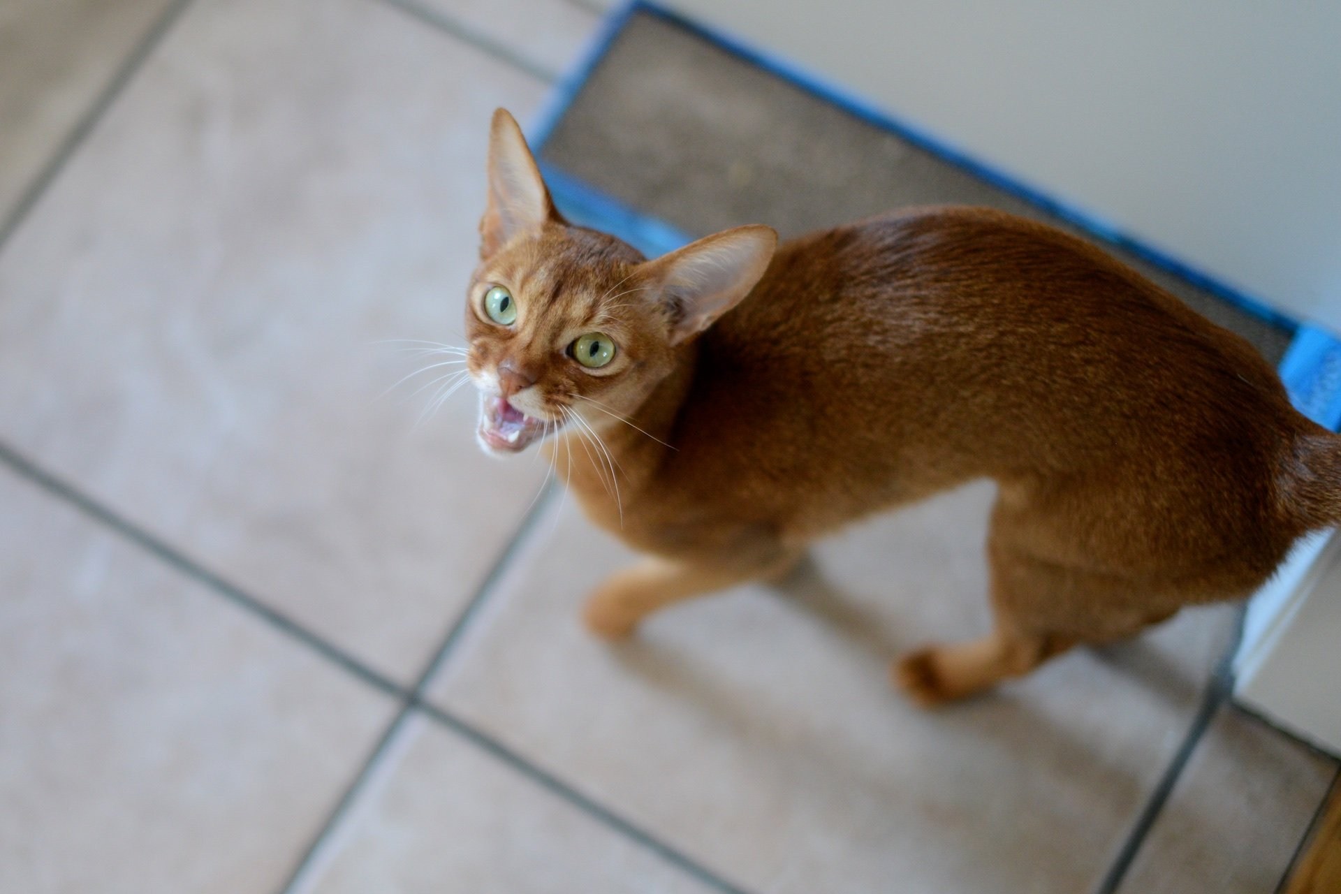 Говорящий абиссинский кот