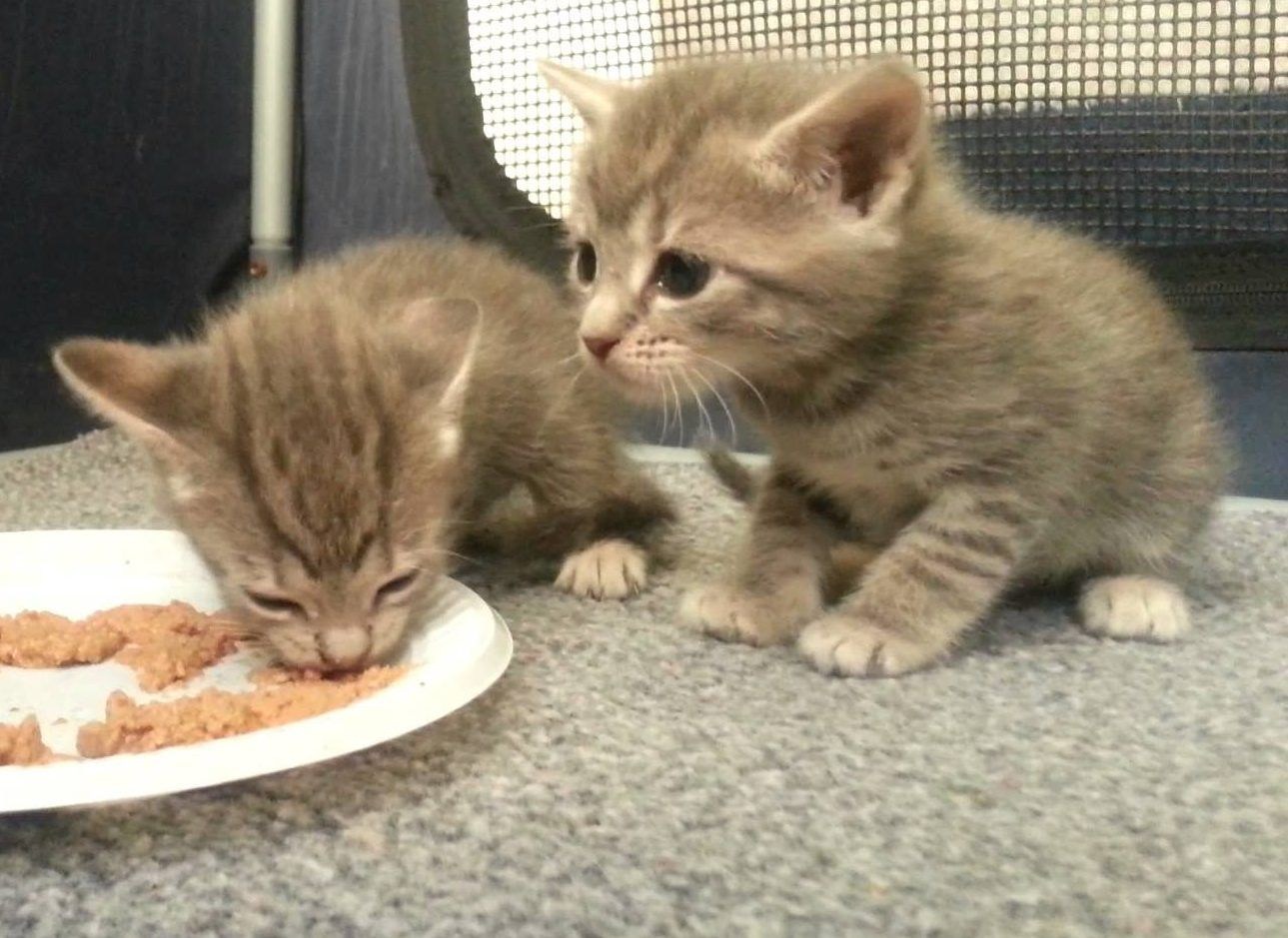 Когда начинать кормить котят. Еда для маленьких котят. Котенок 2 месяца. Недельные котята. Маленький котенок пищит.
