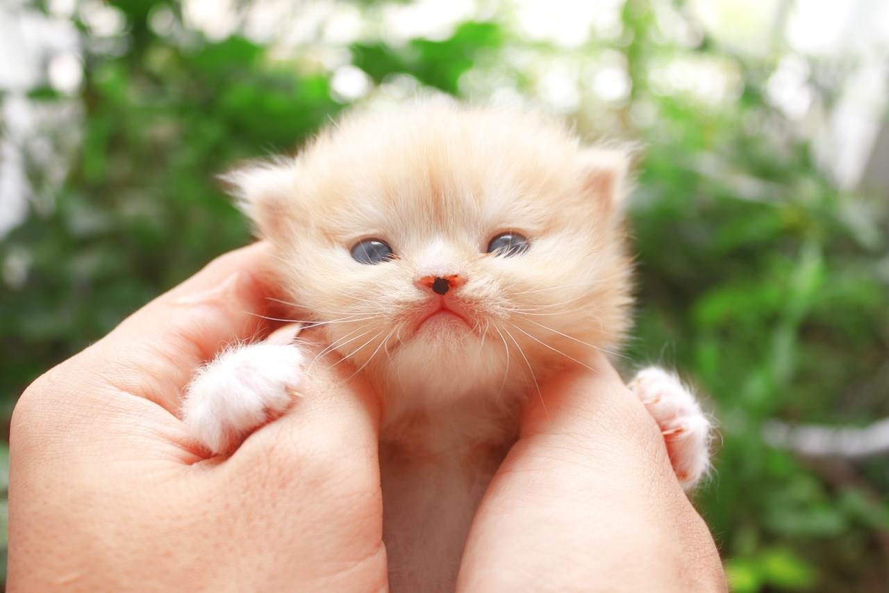 Хочу маленькие котики. Маленький котенок. Милые котята. Кошки маленькие милые. Очень маленькие котята.
