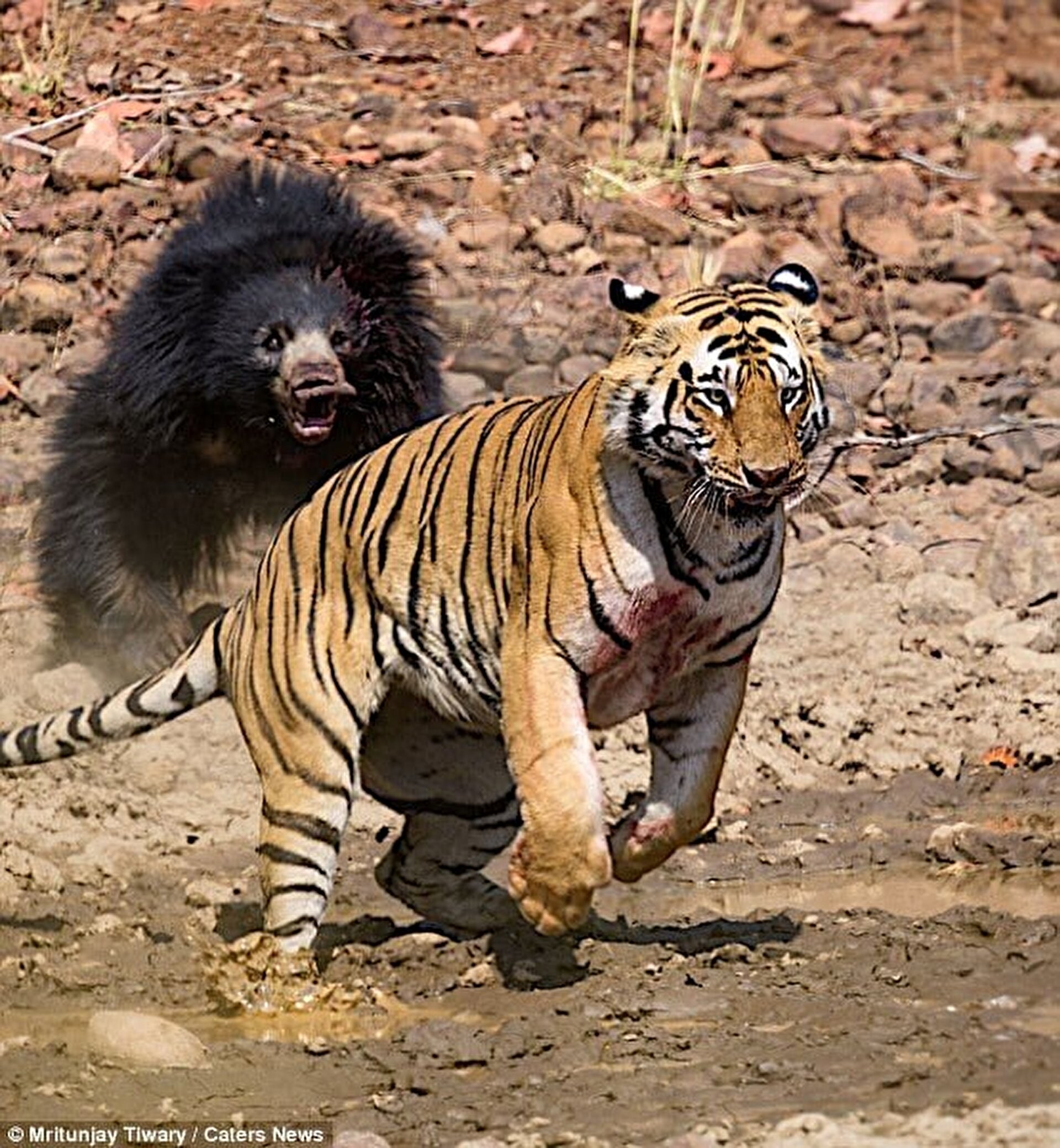 Какой тигр сильнее. Медведь губач против тигра. Гималайский медведь против тигра. Амурский тигр против медведя. Амурский тигр и медведь.