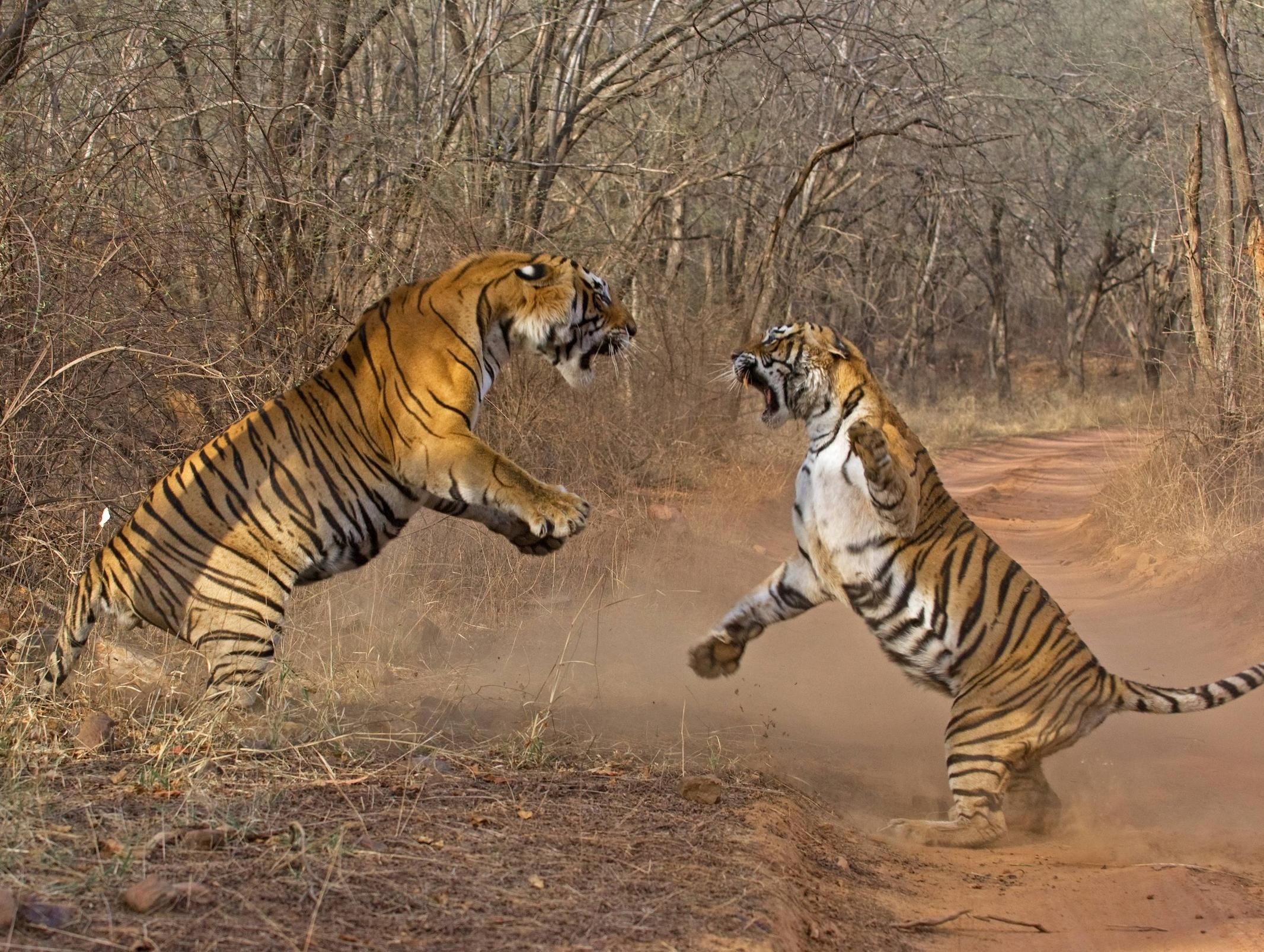 Битва животных в природе видео. Лев против тигра. Тигр против тигра. Тигр ришболанд Геншин. Тигры дерутся.