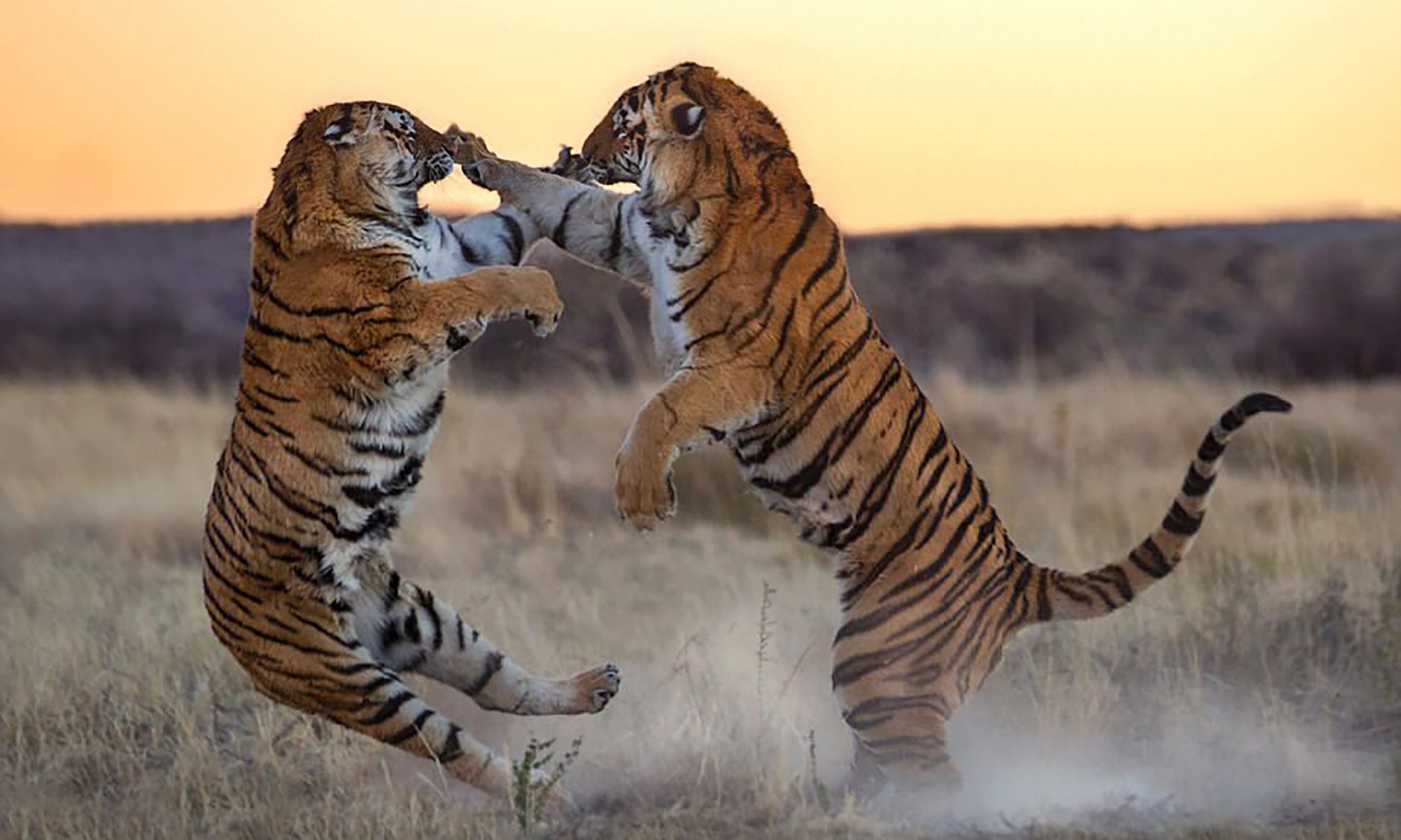 Движение первых дикая природа. Амурские тигры дерутся. Животные дерутся. Тигр драка. Агрессия животные.