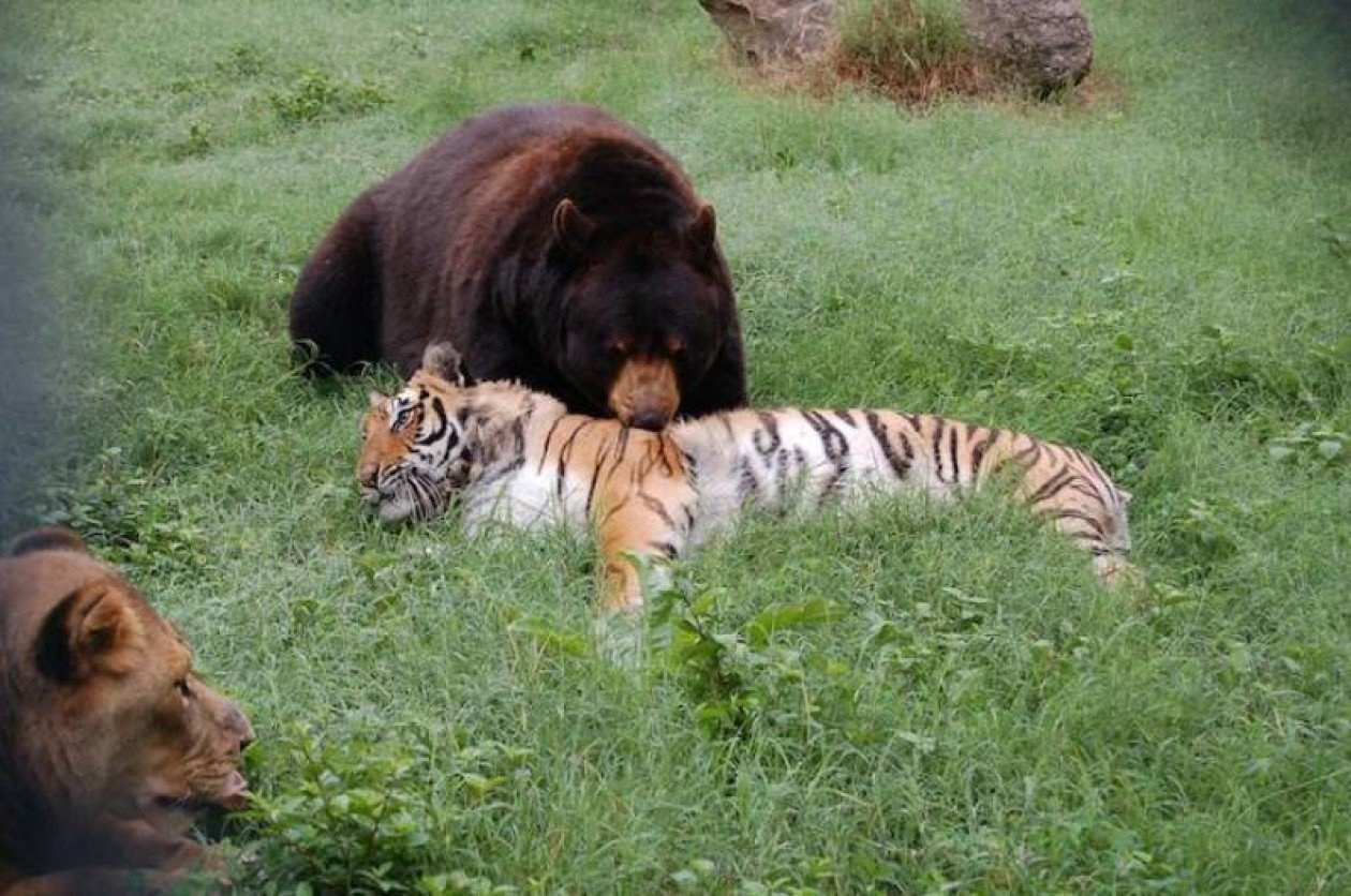 Почему тигр лев. Лев Лео тигр Шерхан и медведь балу. Балу Лео и Шерхан. Медведь балу, Лев Лео и тигр Шер-Хан. Дружба медведя балу Льва Лео и тигра Шерхана.