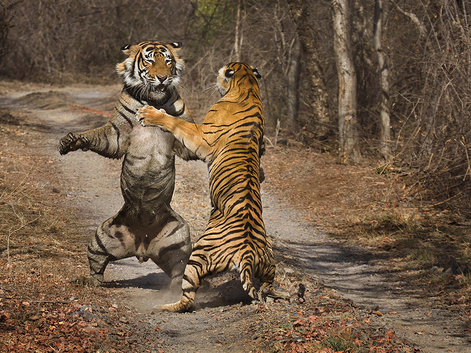Бои дикий животный. Рантхамбор тигры. Тигры дерутся. Лев и тигр. Тигр драка.