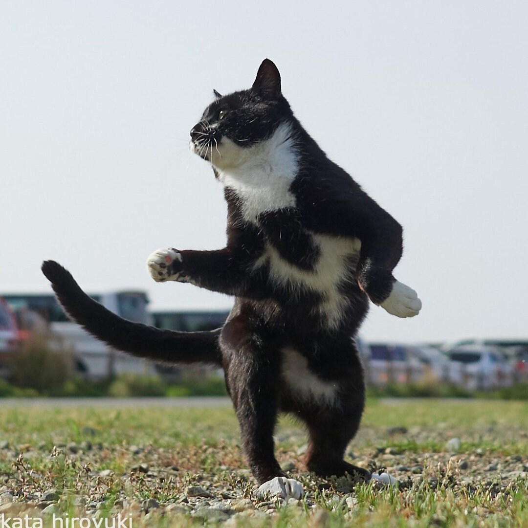 Народного кота. Японский фотограф кошек. Сура про кошек. Зависть кошка. Кошка на трансформаторе.