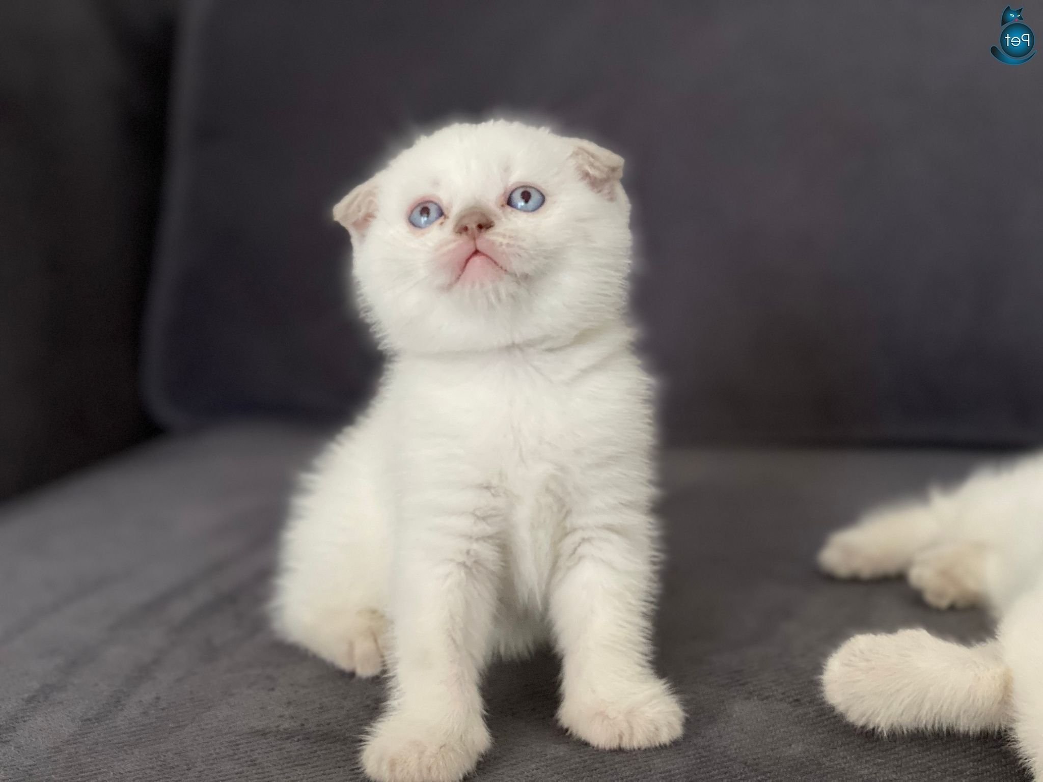 Коротколапый вислоухий белый кот