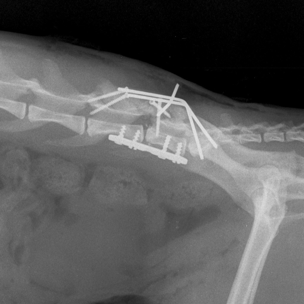 Компрессионная операция на позвоночнике. Перелом позвоночника остеосинтез рентген. Компрессионный перелом позвоночника у кота. Перелом позвоночника у собаки рентген. Остеосинтез позвоночника кошки рентген.