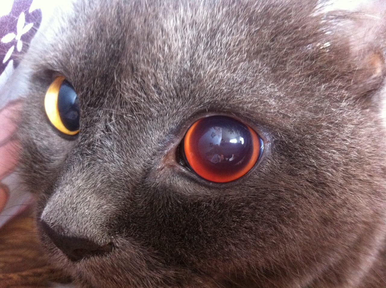 Изменение цвета глаз у кошек.