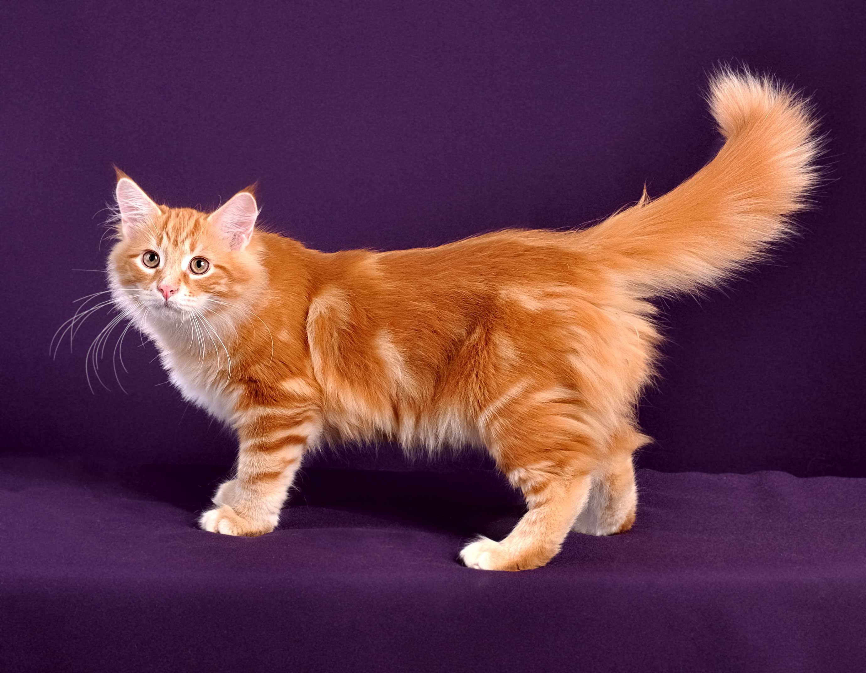 Сибирская порода кошек рыжие - картинки и фото koshka.top