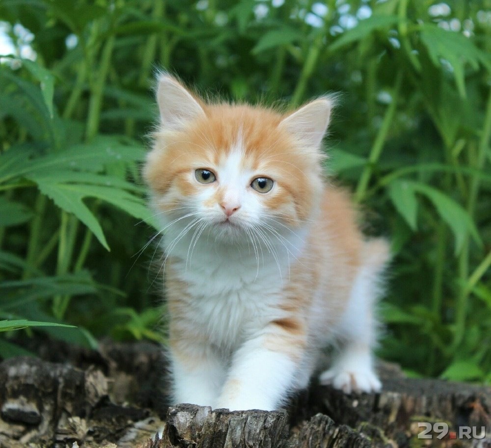 Фото рыже белых. Сибирская кошка рыжая с белым. Сибирский кот рыжий с белым. Сибирская кошка котята рыжие. Сибирский кот рыжий котенок.