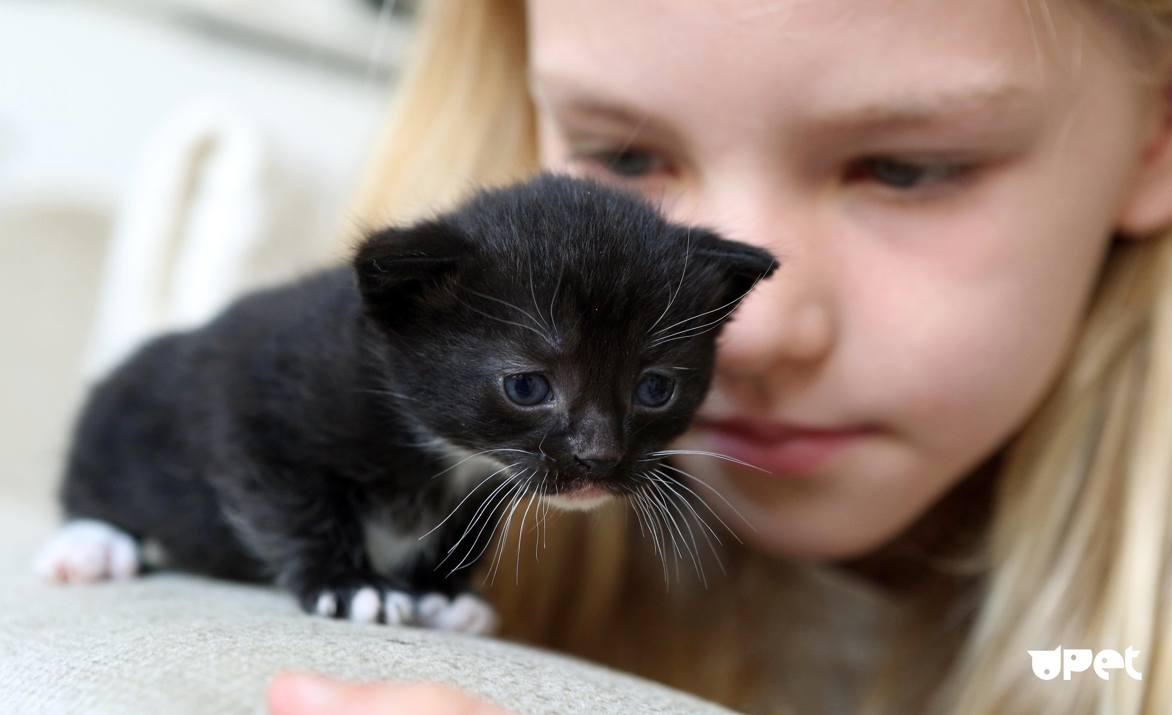 Черно белый котенок девочка. Маленький котенок. Черный котенок. Маленький черный котенок. Маленькие котята девочки.