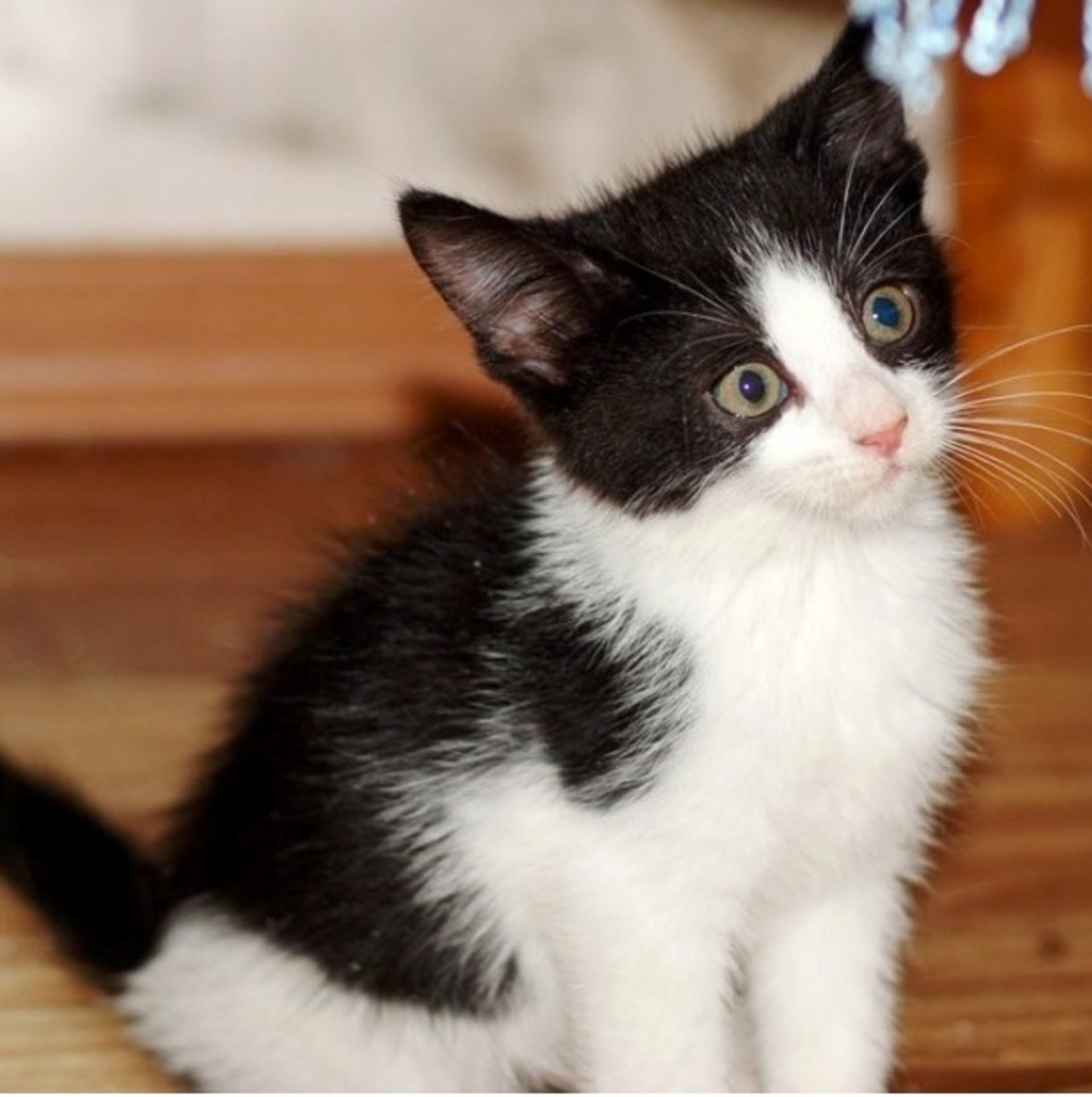 Черно белый котенок девочка. Котенок черно-белый. Котята чёрно белые. Черный и белый котенок. Маленький черно белый котенок.