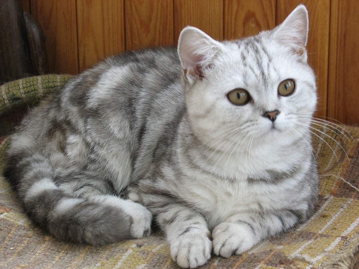 Шотландская прямоухая кошка окрас серый - картинки и фото koshka.top