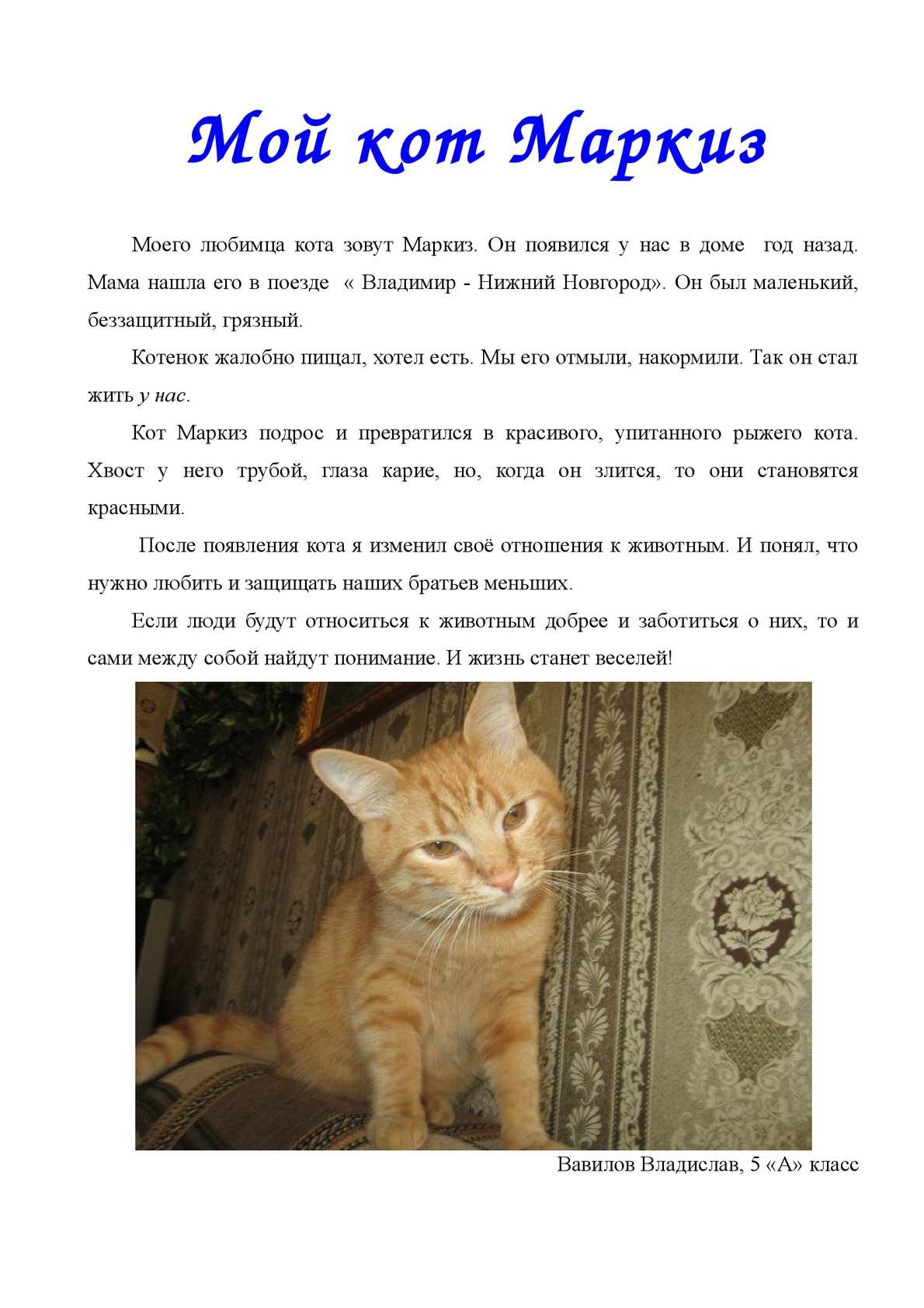 Текст описание кошки 2 класс. Описание моего кота. Сочинение про своего кота. Рассказ про своего кота. Описать своего кота.