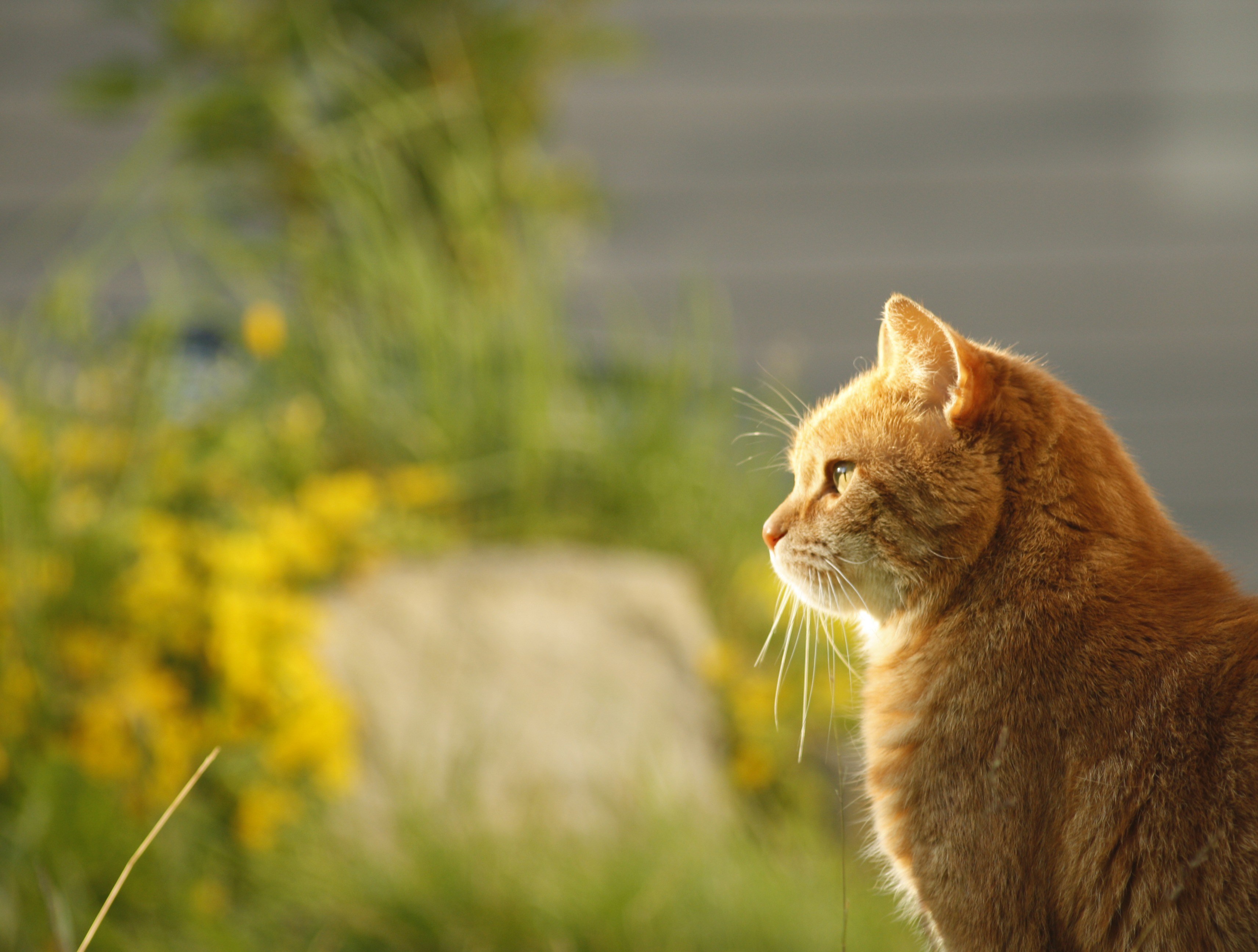 Включи рыжий кот. Рыжий кот. Кот на солнышке. Рыжий кот сидит на столе. Кот в профиль.