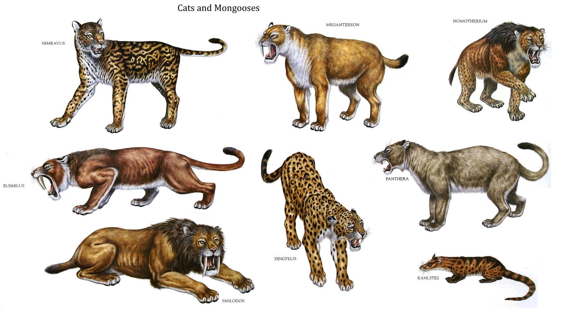 Средние хищные животные. Смилодон и гомотерий. Эволюция Саблезубого тигра. Эволюция Смилодон. Смилодон и мегантереон.