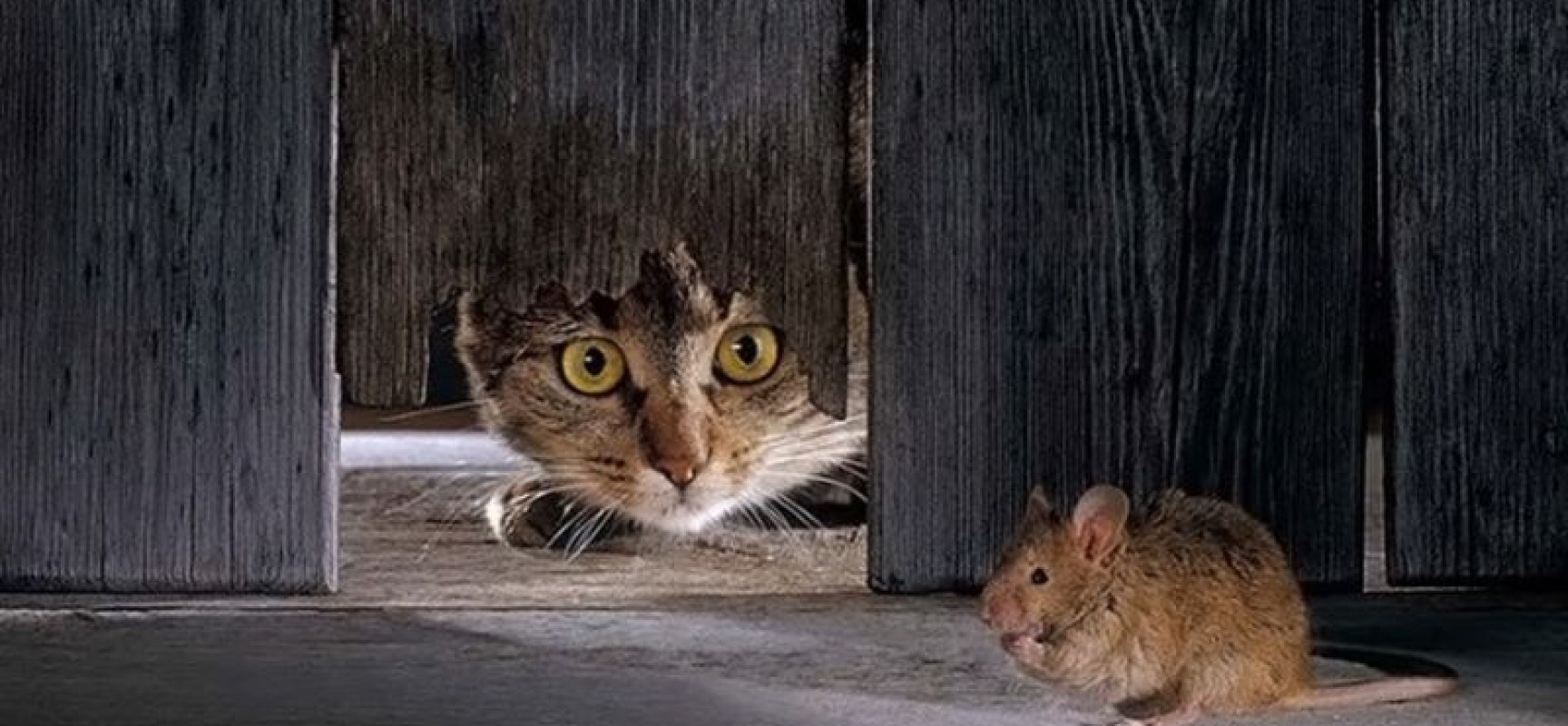 Коты против мышей. Кошка охотится на мышь. Кот и мыши. Кошки-мышки. Кот заглядывающий в норку.