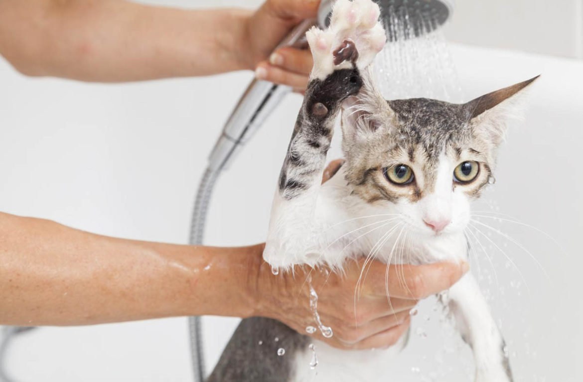 Можно ли использовать средства для людей для мытья кошки