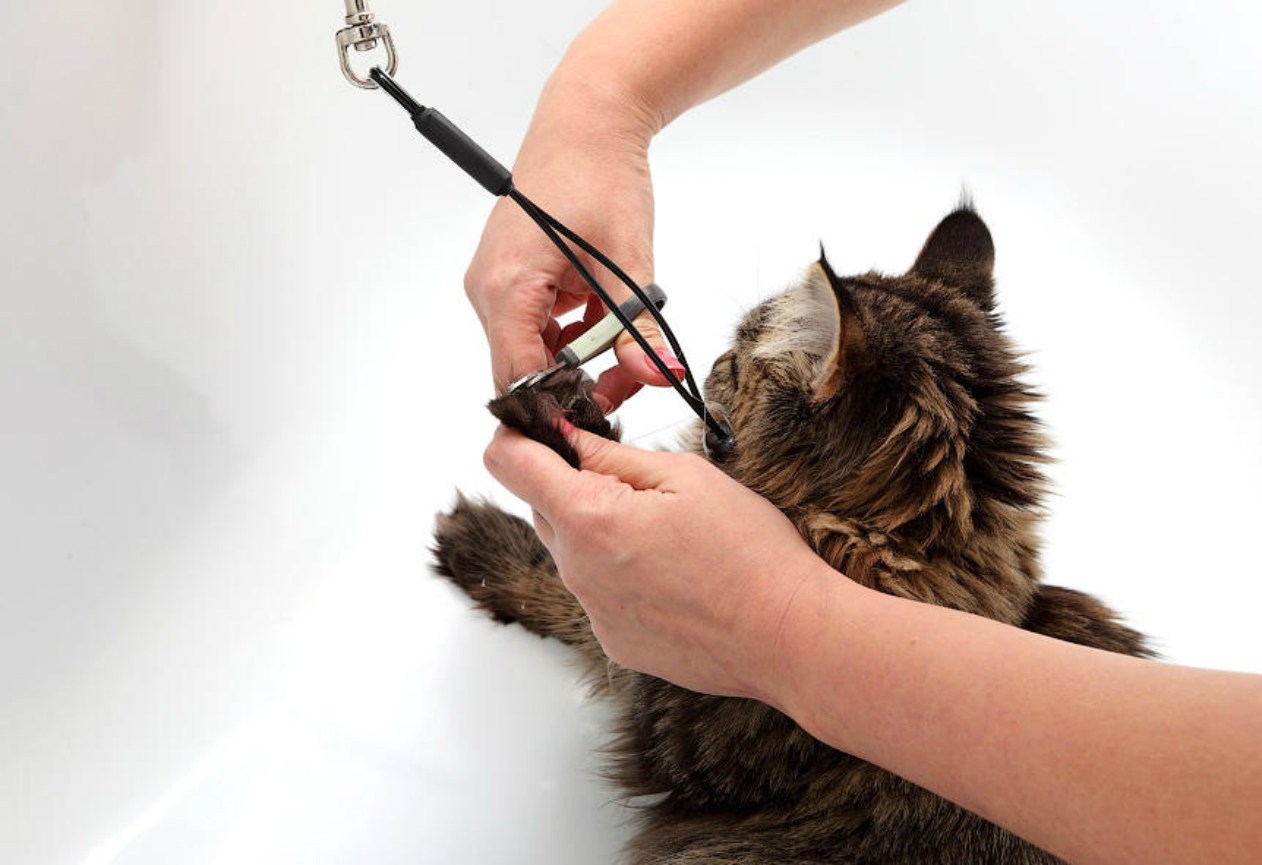 Через сколько можно мыть котов. Мытье кота. Специальные приспособления для мытья кошек. Кошку моют. Мыть и расчёсывать кошку.