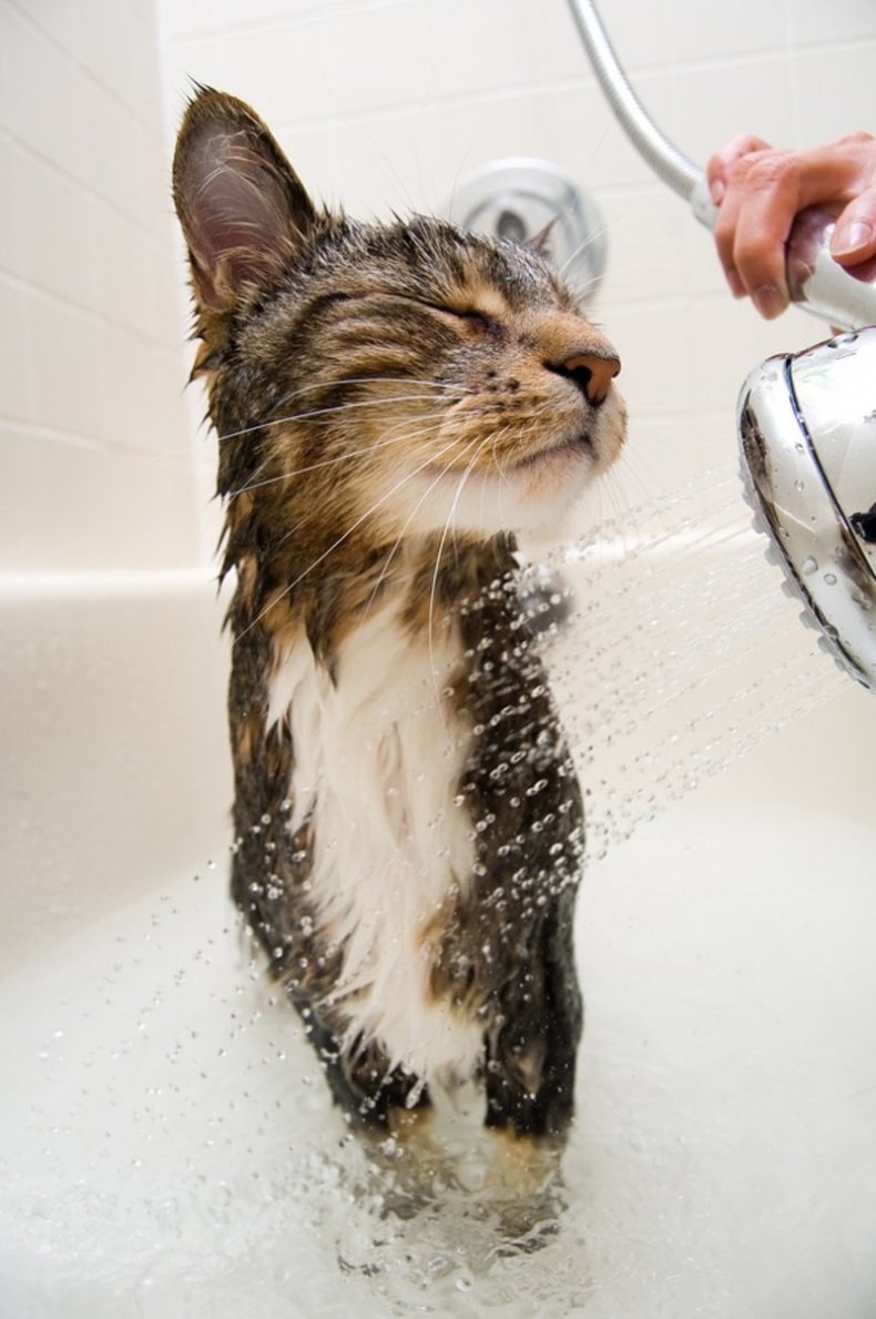 Котик в ванне