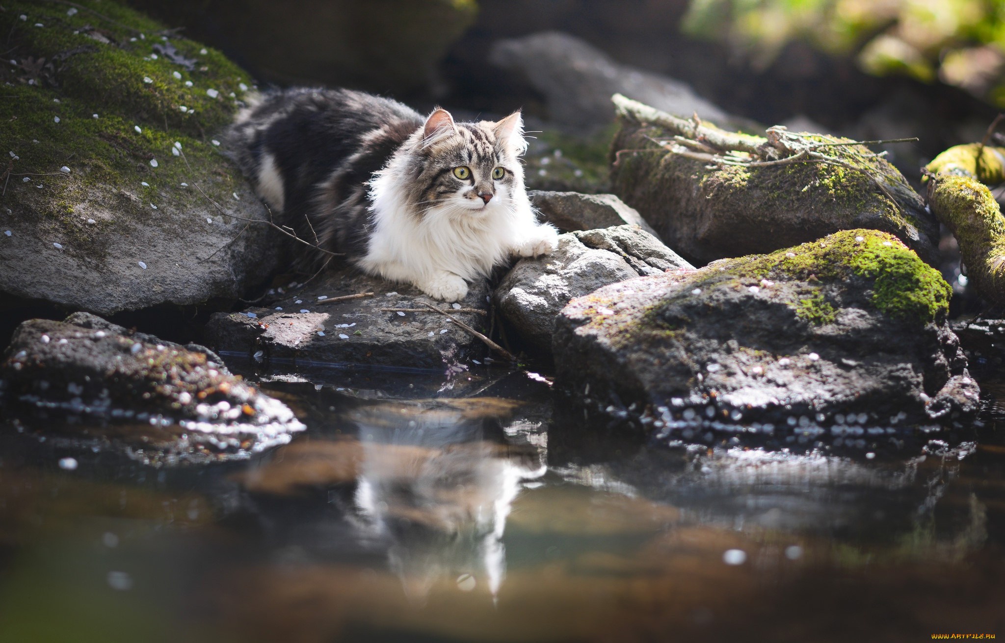 Кошки в озерах. Норвежский Лесной кот черно белый. Норвежская Лесная кошка лапы. Сибирская кошка на природе. Кот в воде.