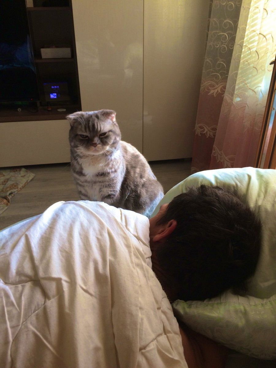 Утро коты будят
