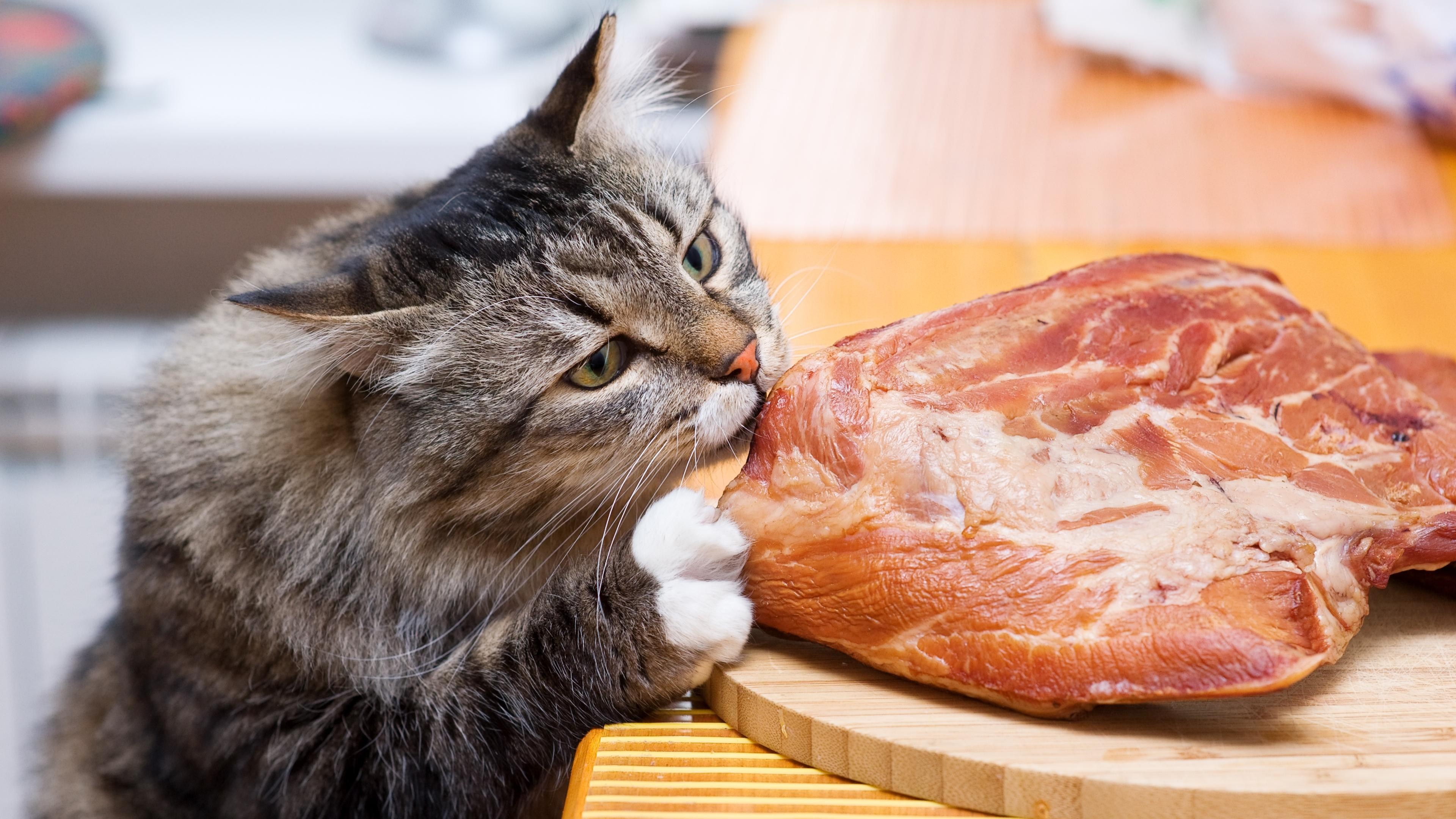 Скачай ест мясо. Кошачья еда. Кот ворует еду. Кот кушает.