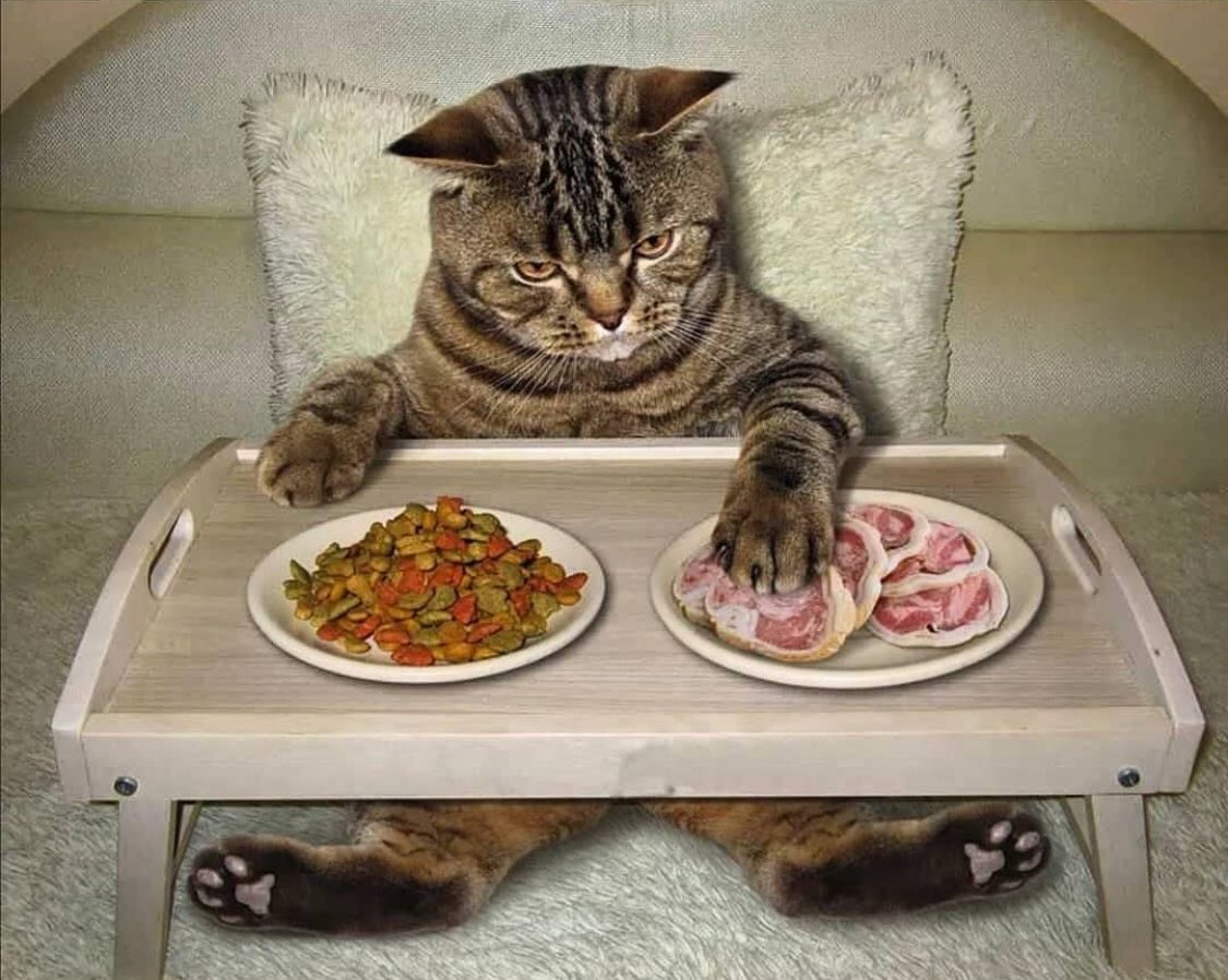 Голодным не буду 1. Котик с едой. Еда для кошек. Котик за столом. Еда для котят.