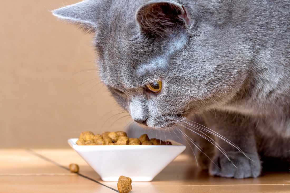 Кошка отказывается кормить
